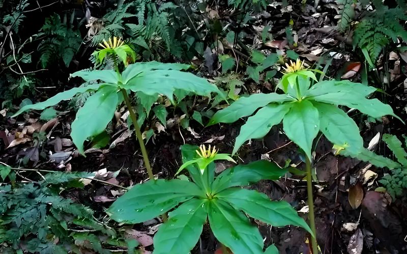 重楼人工种植技术