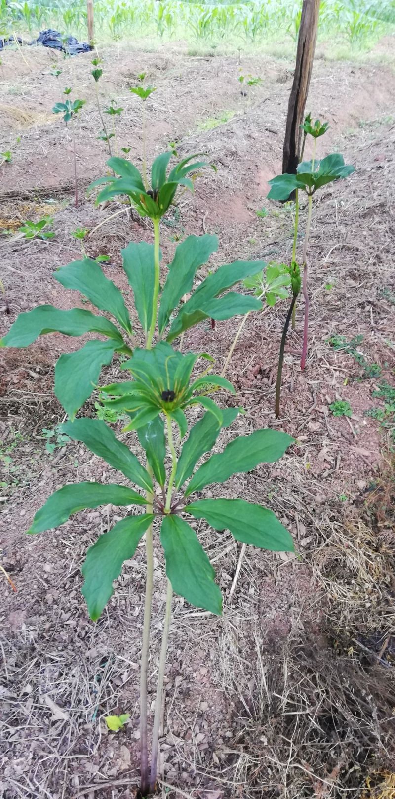 重楼人工种植技术