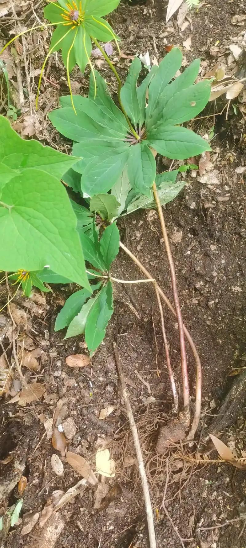 重楼人工种植技术