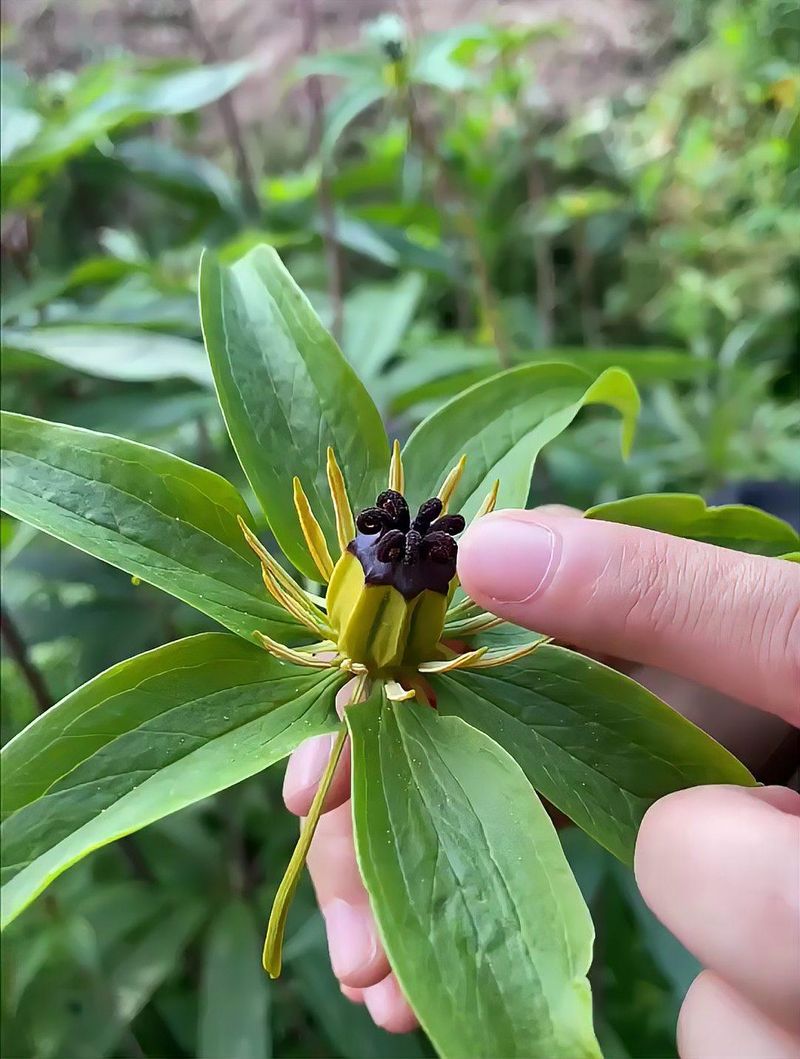 重楼人工种植技术
