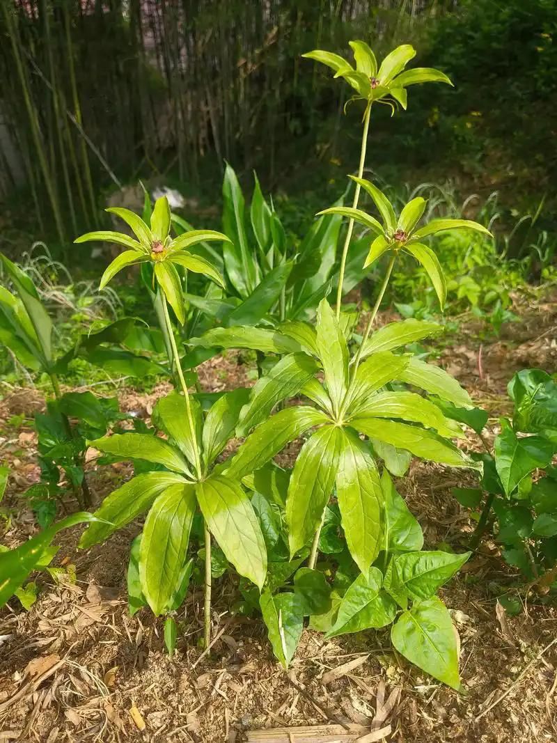 重楼人工种植技术
