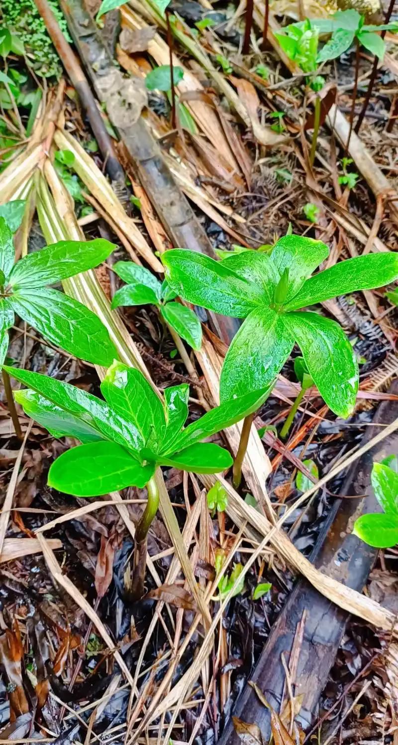 重楼人工种植技术