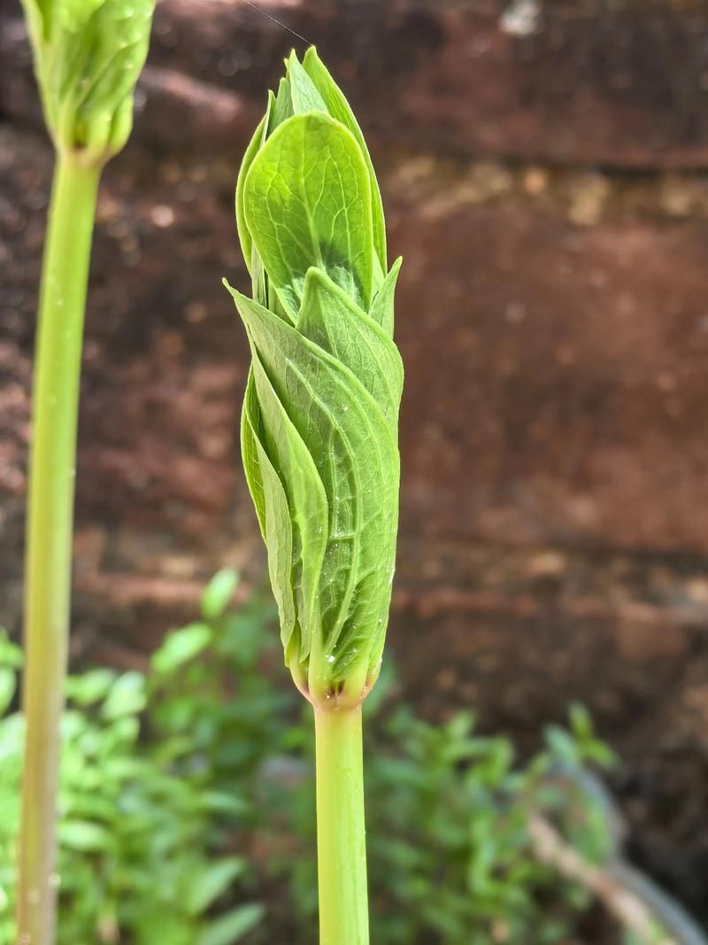 重楼人工种植技术