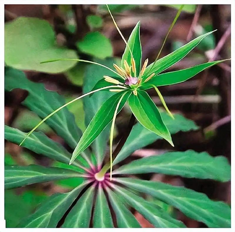 重楼人工种植技术