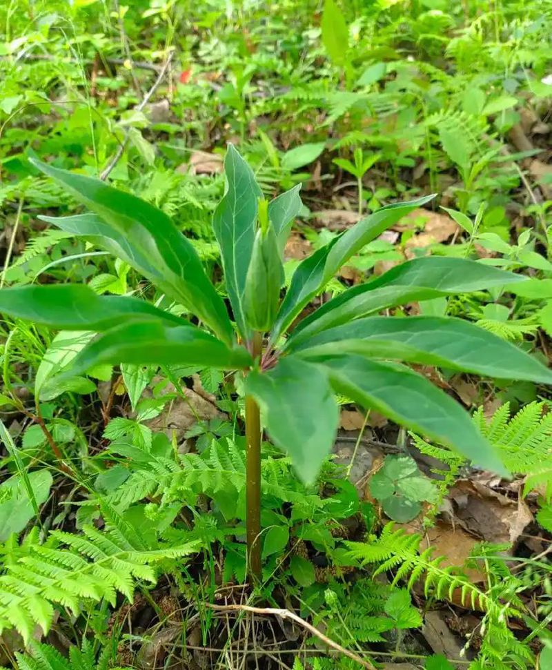 重楼人工种植技术