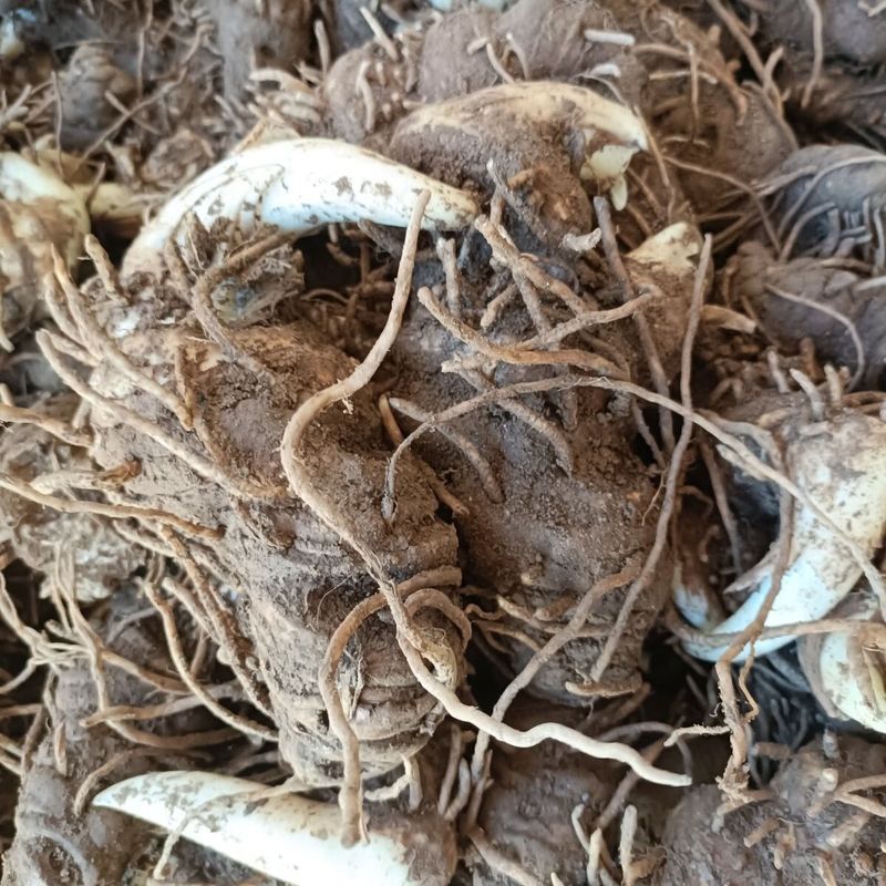 重楼人工种植技术