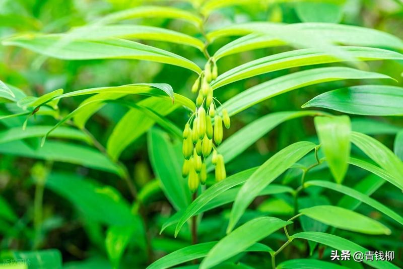 重楼人工种植技术