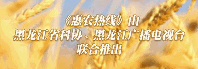 甜玉米的种植方法