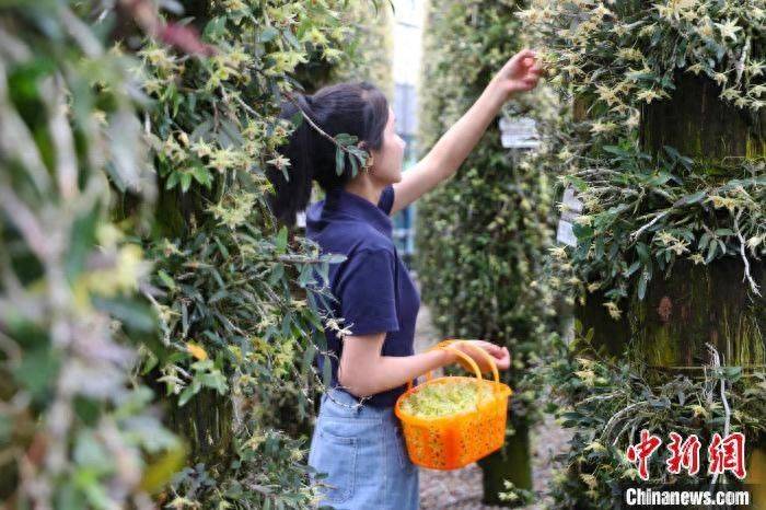 “仙草入食”大道宽 “中国铁皮石斛之乡”解12年“意难平”