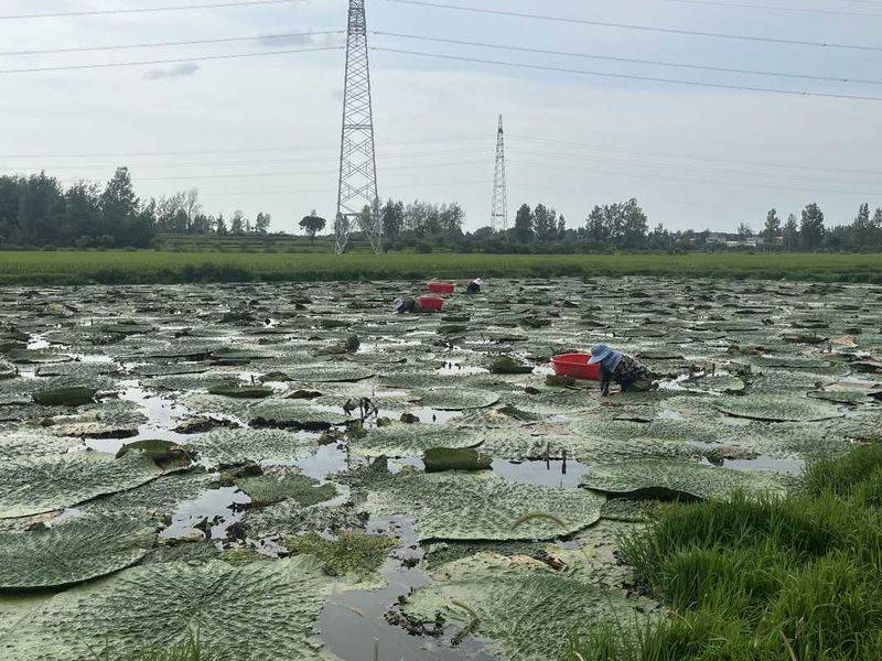 芡实批发多少钱一斤