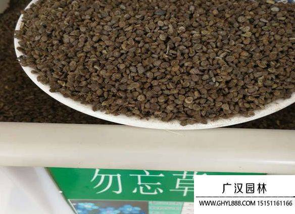 勿忘我种子的种植方法