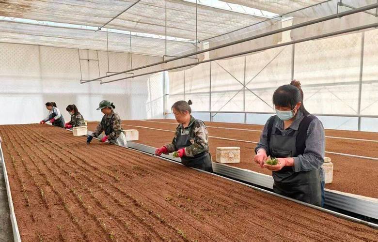 冬季马铃薯的种植技术