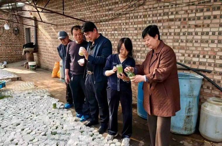 冬季马铃薯的种植技术