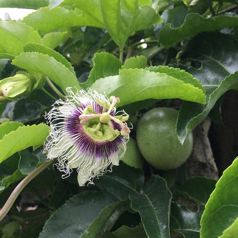 百香果种植技术
