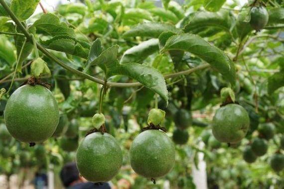 百香果种植技术
