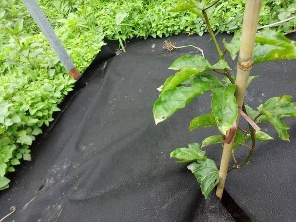 百香果种植技术