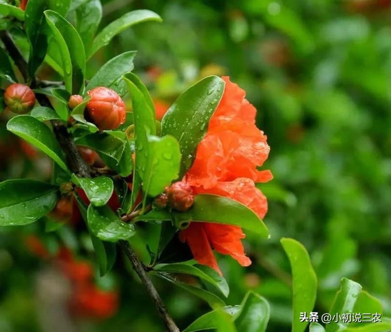 石榴树种植技术