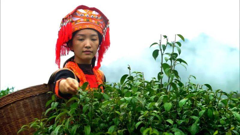 龙滩珍珠李种植技术
