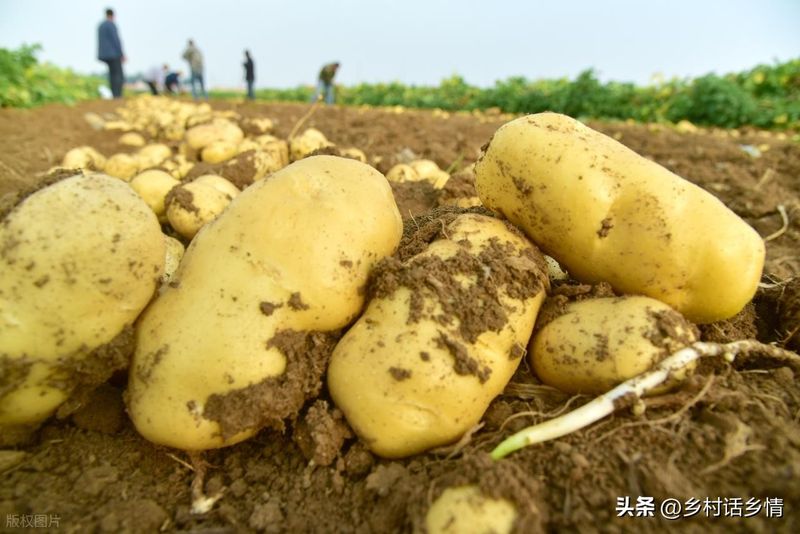 马铃薯科学种植技术
