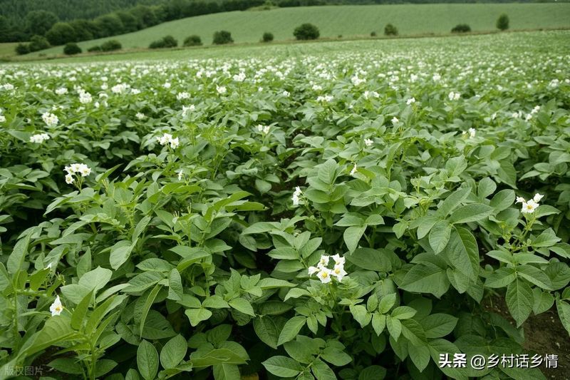 马铃薯科学种植技术