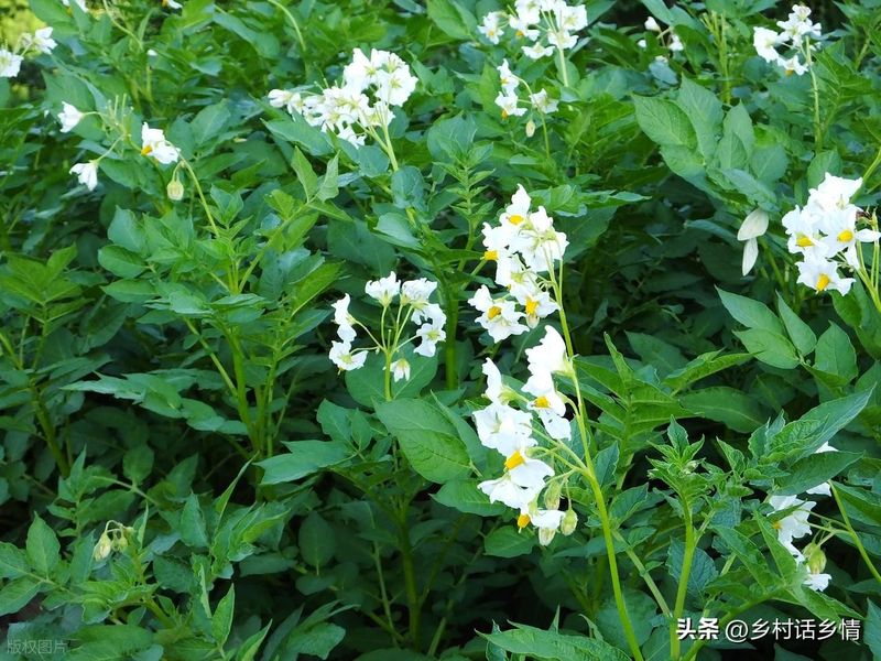 马铃薯科学种植技术