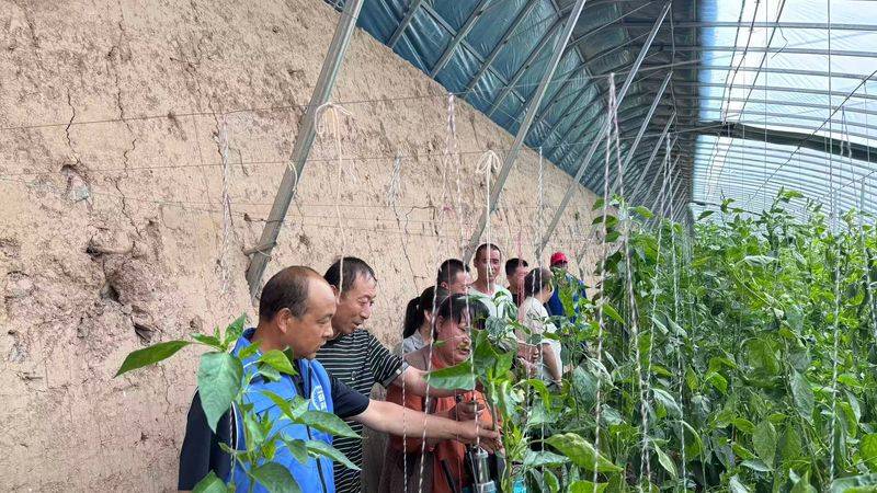 Maline plantation technology