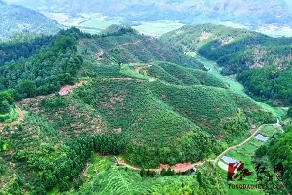 钩藤种植技术视频