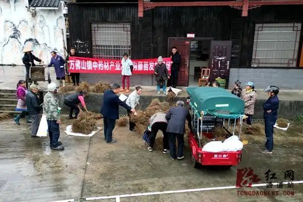 钩藤种植技术视频