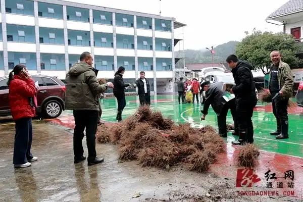 钩藤种植技术视频
