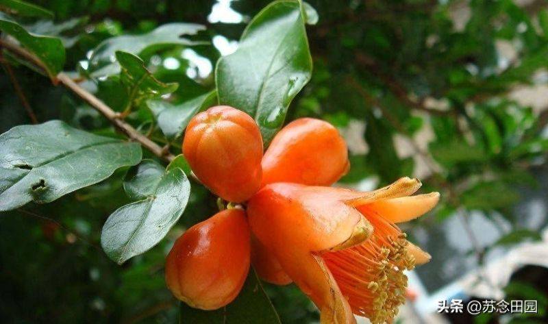 石榴树种植技术