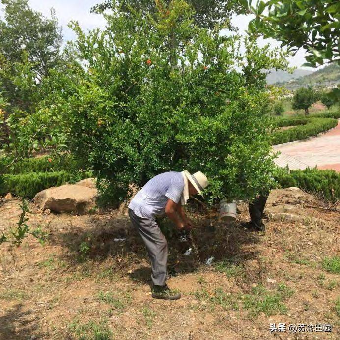 石榴树种植技术