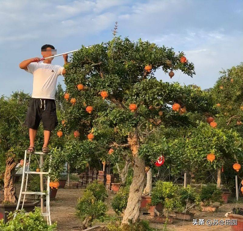 石榴树种植技术