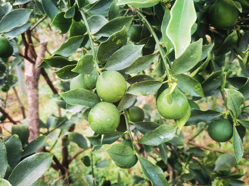 贡柑种植技术视频教学