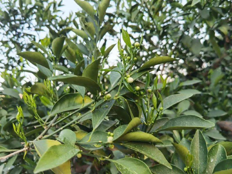 贡柑种植技术视频教学