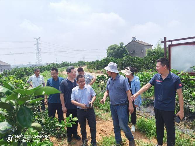 贡柑种植技术视频教学