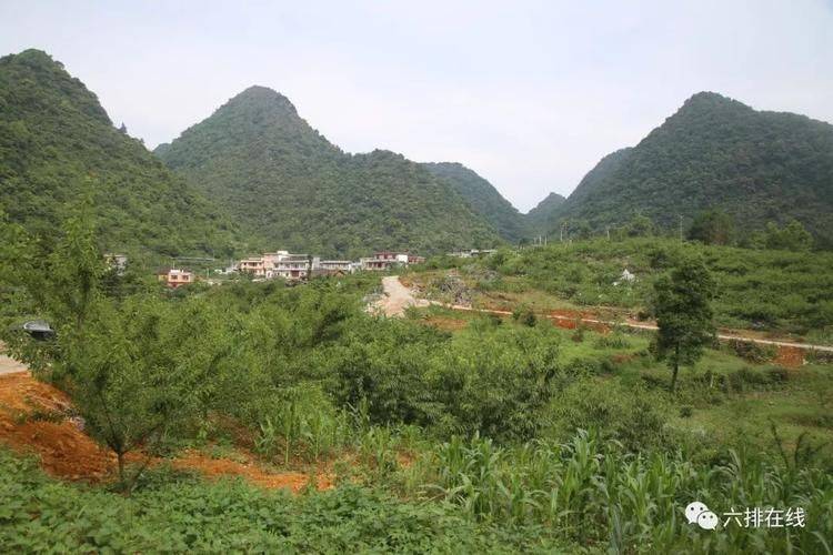 龙滩珍珠李种植技术