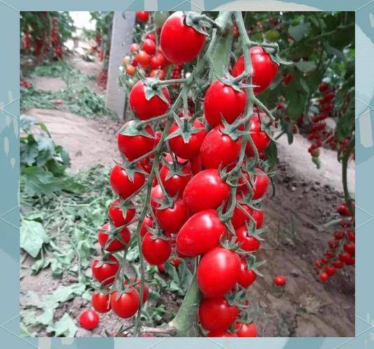 The method of planting seed of the holy fruit