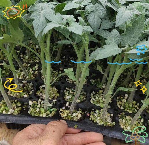 The method of planting seed of the holy fruit