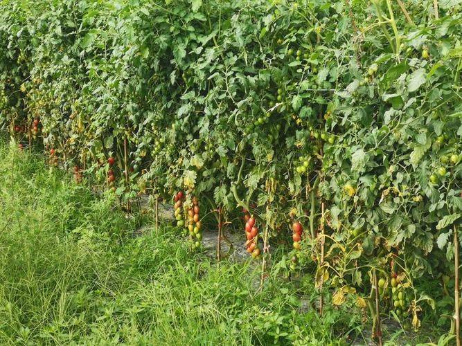 The method of planting seed of the holy fruit