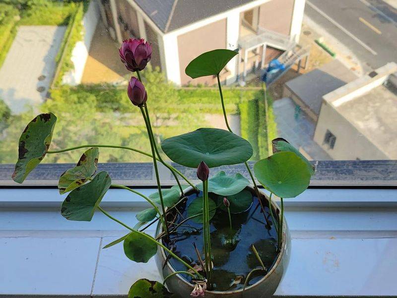 水族缸睡莲的种植方法