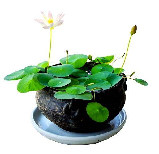 水族缸睡莲的种植方法
