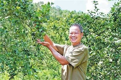 贡柑种植技术视频教学