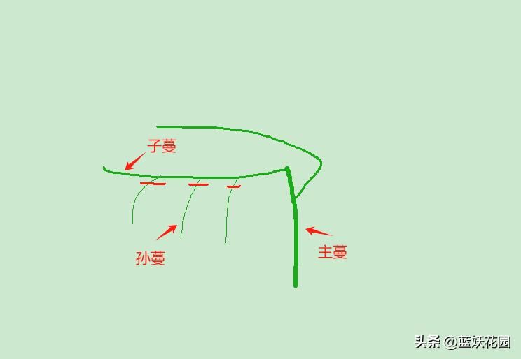 百香果种植技术
