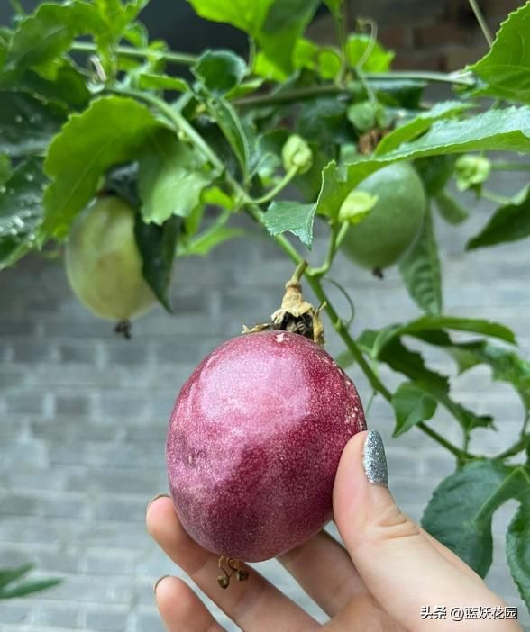 百香果种植技术