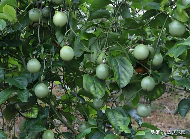 百香果种植技术