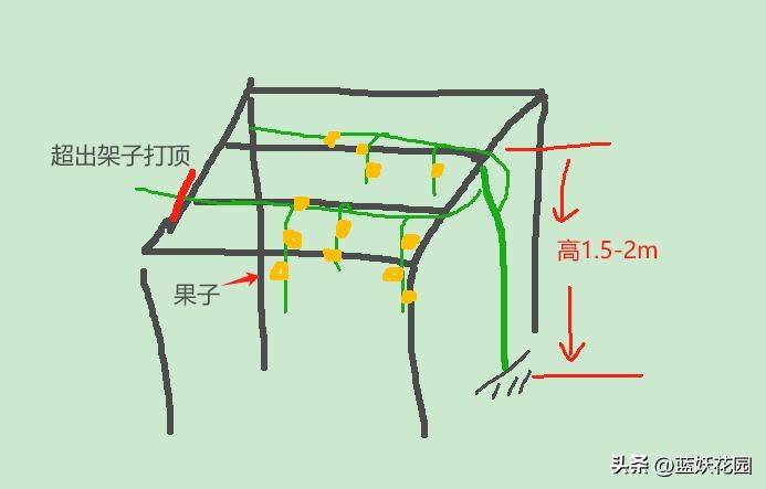 百香果种植技术