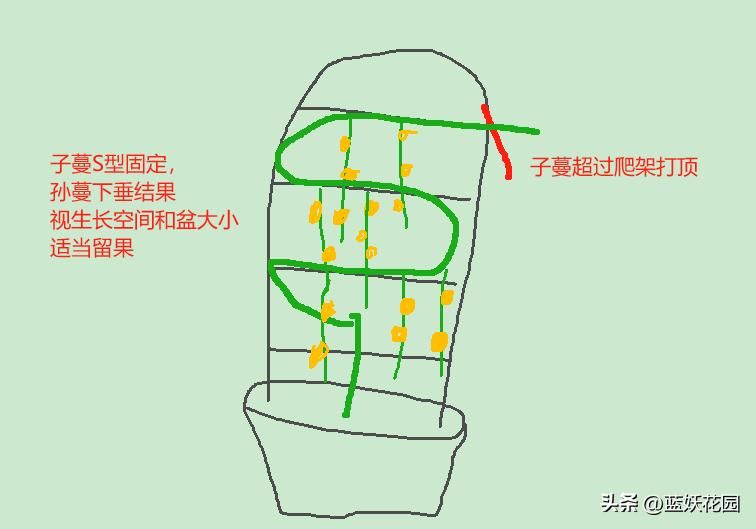 百香果种植技术