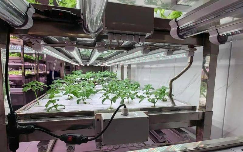 马铃薯科学种植技术