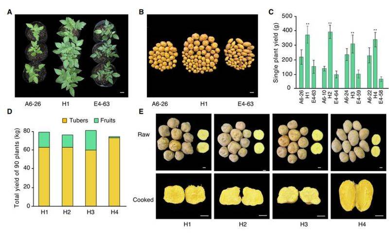 马铃薯科学种植技术