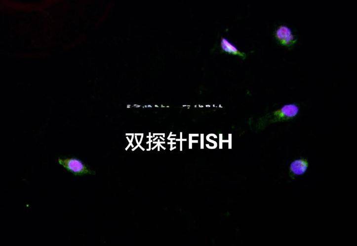 原位杂交原理